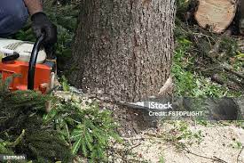 Professional Tree Removal in Hays, MT